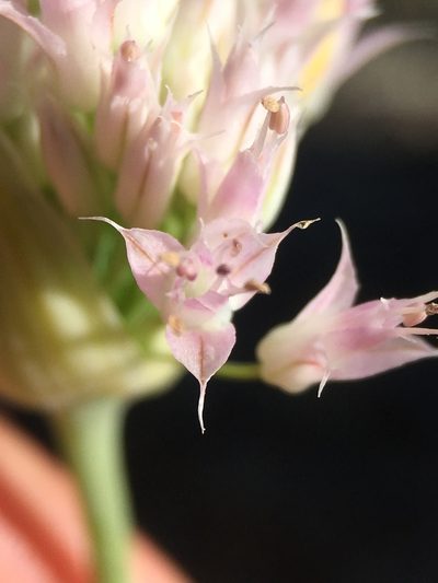 Allium sanbornii, photographed by Matt Berger
