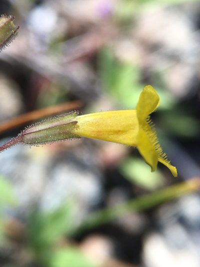 Erythranthe pulsiferae, photographed by Matt Berger