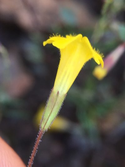 Erythranthe pulsiferae, photographed by Matt Berger