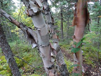 Betula cordifolia, photographed by Reuven Martin