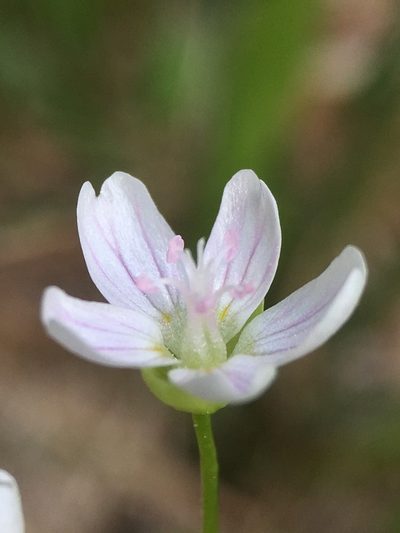 Claytonia palustris, photographed by Matt Berger