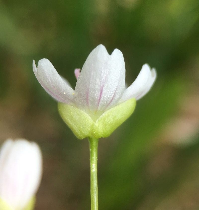 Claytonia palustris, photographed by Matt Berger