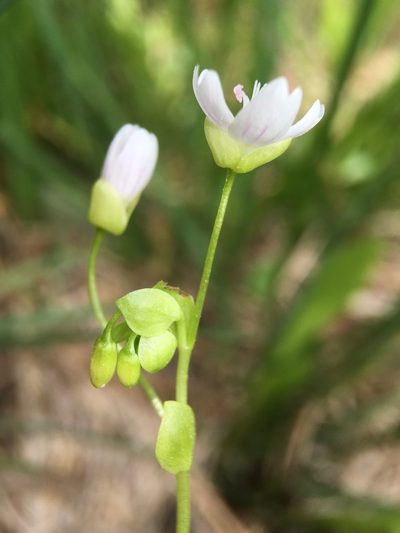 Claytonia palustris, photographed by Matt Berger