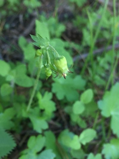 Bolandra californica, photographed by Matt Berger