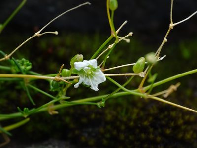 Sabulina dawsonensis, photographed by Reuven Martin