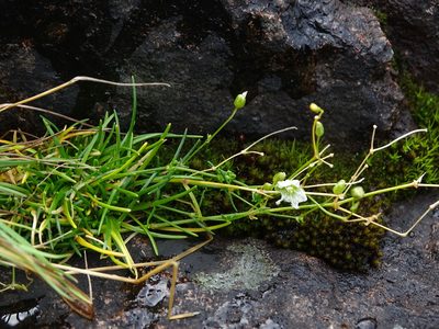 Sabulina dawsonensis, photographed by Reuven Martin