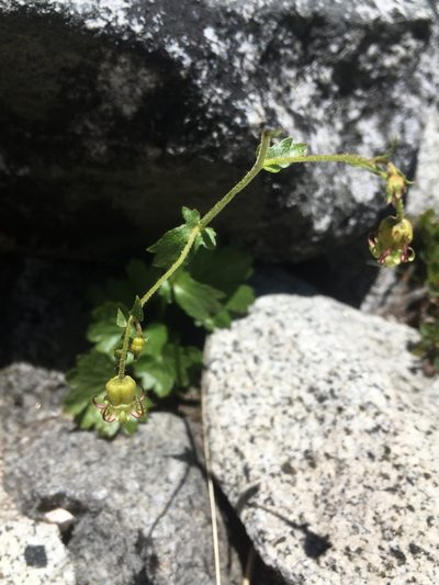 Bolandra californica, photographed by Matt Berger