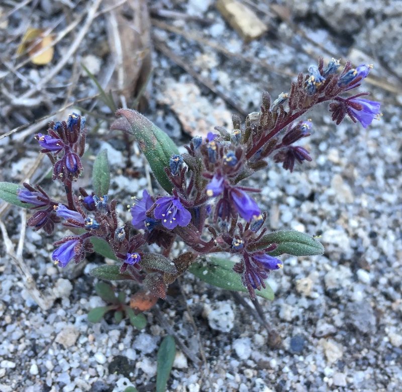 Phacelia quickii, photographed by Matt Berger