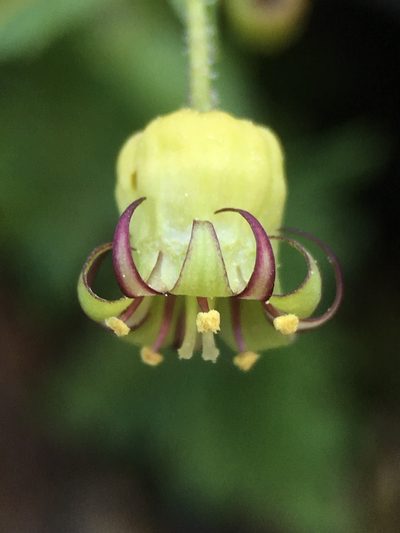 Bolandra californica, photographed by Matt Berger