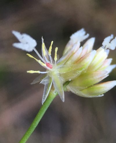 Juncus chlorocephalus, photographed by Matt Berger