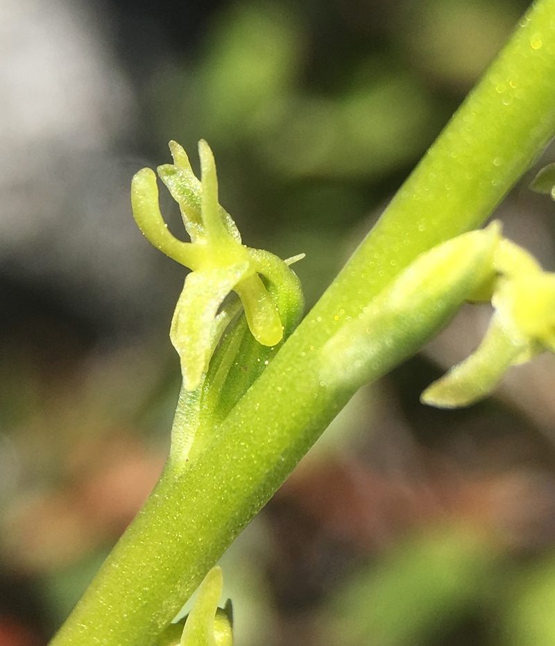 Platanthera colemanii, photographed by Matt Berger
