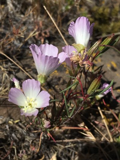 Clarkia arcuata, photographed by Matt Berger