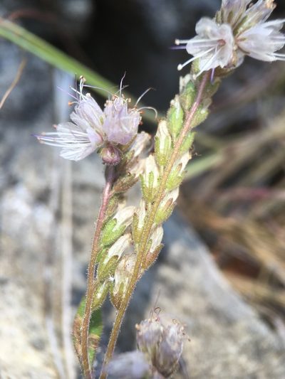 Phacelia stebbinsii, photographed by Matt Berger