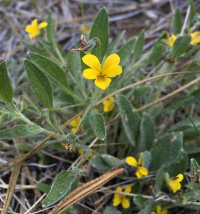 Viola tomentosa, photographed by Matt Berger