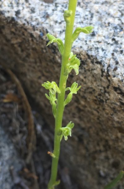 Platanthera colemanii, photographed by Matt Berger