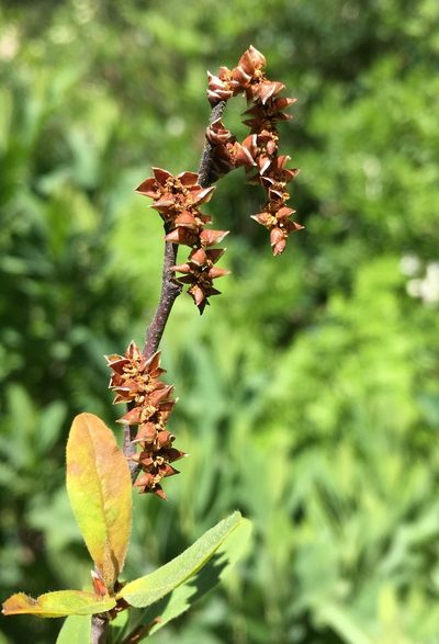 Myrica hartwegii, photographed by Matt Berger