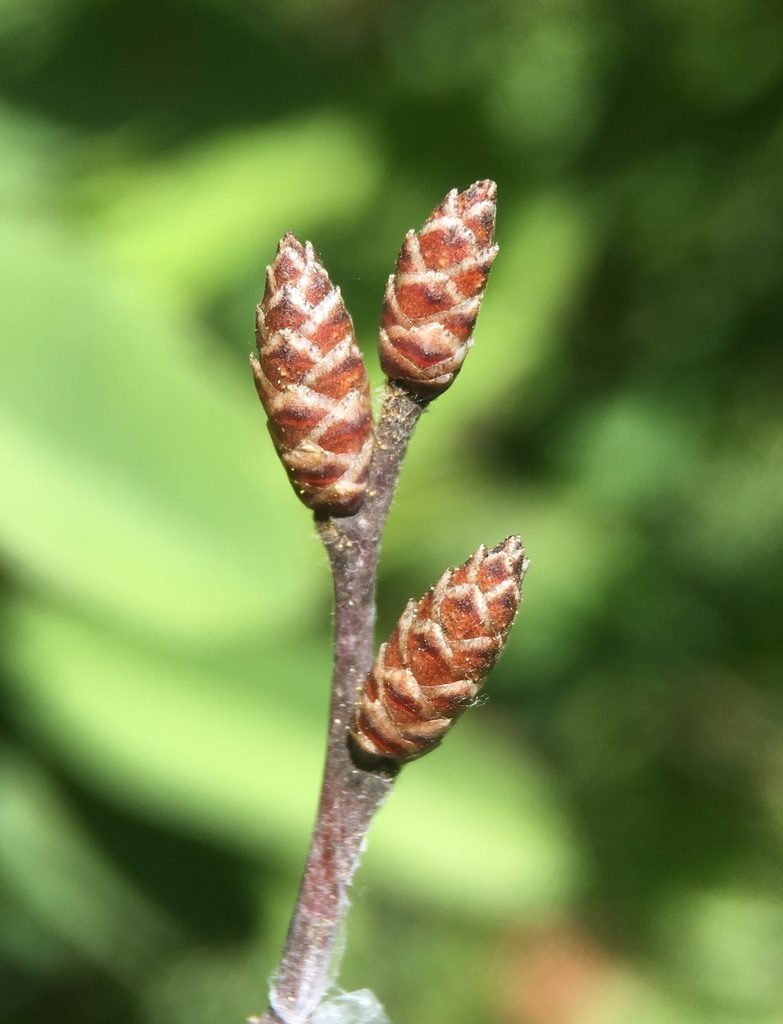 Myrica hartwegii, photographed by Matt Berger