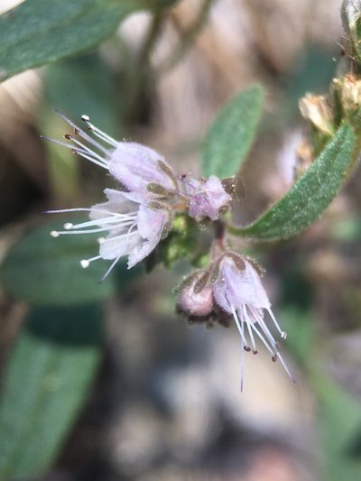 Phacelia stebbinsii, photographed by Matt Berger