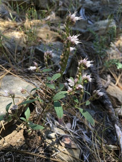 Phacelia stebbinsii, photographed by Matt Berger