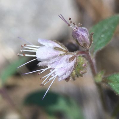 Phacelia stebbinsii, photographed by Matt Berger