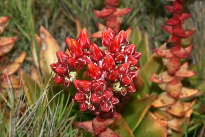 Dudleya palmeri, photographed by Sandy Rae