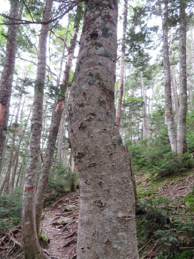 Abies veitchii, photographed by Marco Mussita