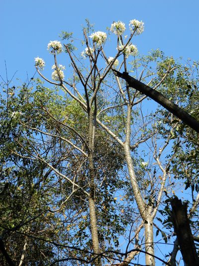 Pachypodium rutenbergianum, photographed by Louis Imbeau