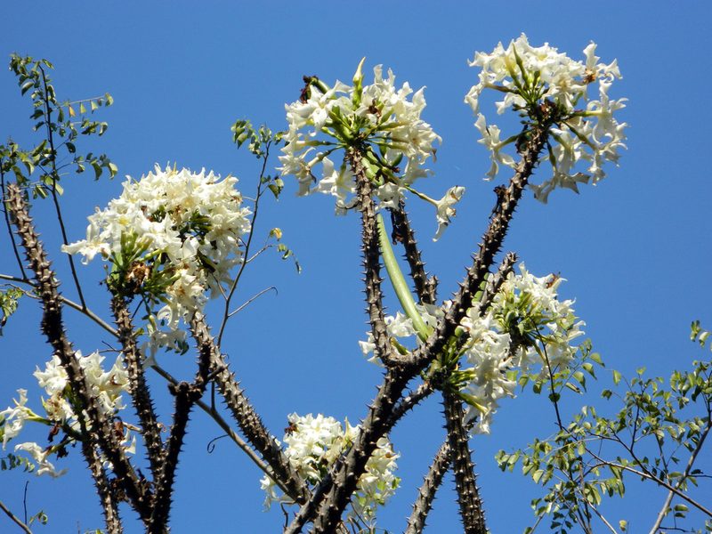Pachypodium rutenbergianum, photographed by Louis Imbeau