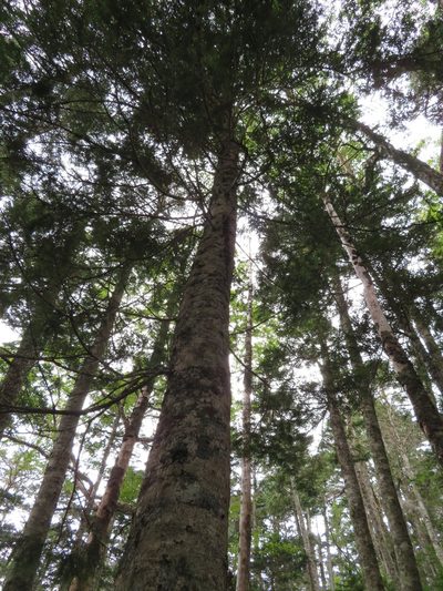 Abies veitchii, photographed by Marco Mussita