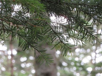 Abies veitchii, photographed by Marco Mussita