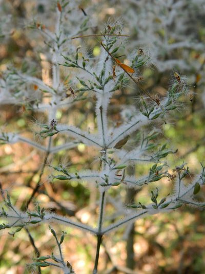 Hypoestes lasioclada, photographed by Louis Imbeau