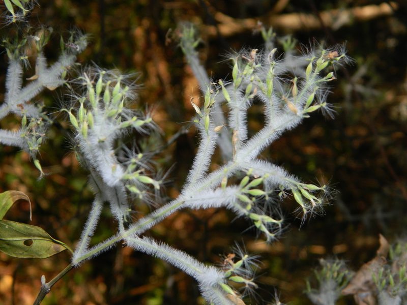 Hypoestes lasioclada, photographed by Louis Imbeau
