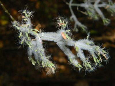 Hypoestes lasioclada, photographed by Louis Imbeau