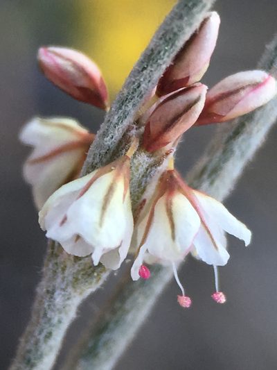 Eriogonum roseum, photographed by Matt Berger