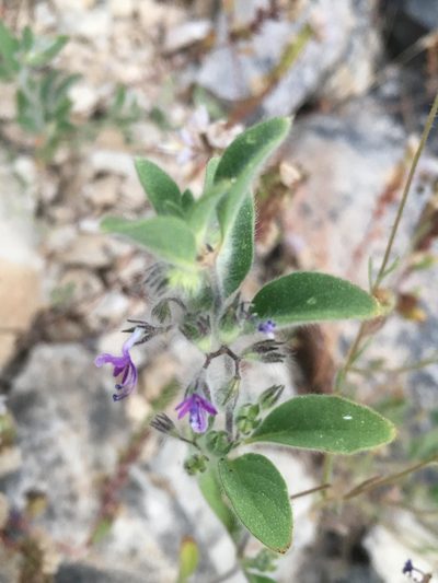Trichostema oblongum, photographed by Matt Berger