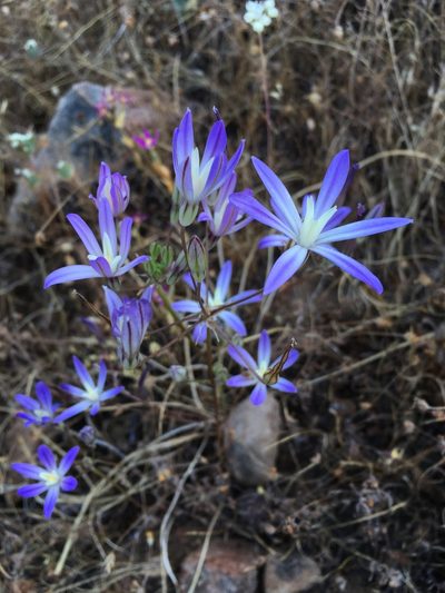 Brodiaea minor, photographed by Matt Berger