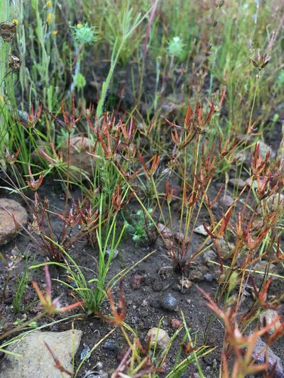 Juncus digitatus, photographed by Matt Berger