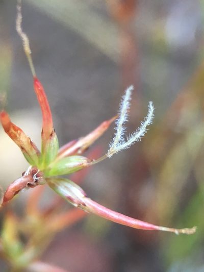 Juncus digitatus, photographed by Matt Berger