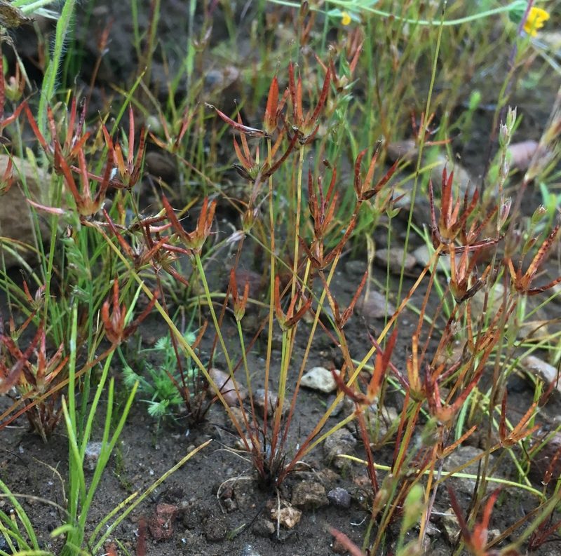Juncus digitatus, photographed by Matt Berger
