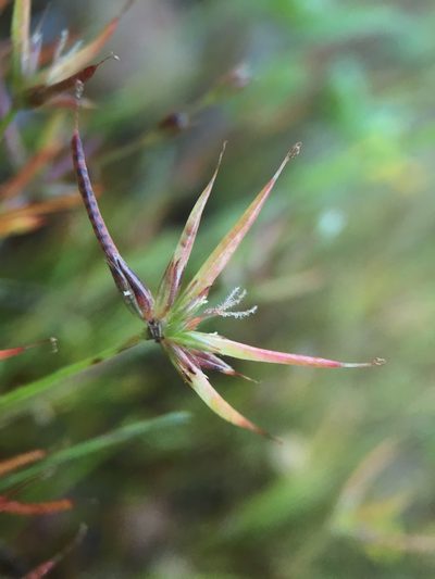 Juncus digitatus, photographed by Matt Berger