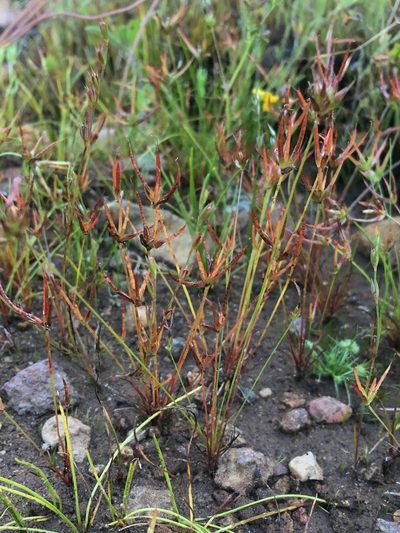 Juncus digitatus, photographed by Matt Berger