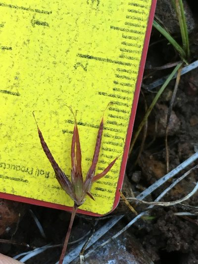 Juncus digitatus, photographed by Matt Berger