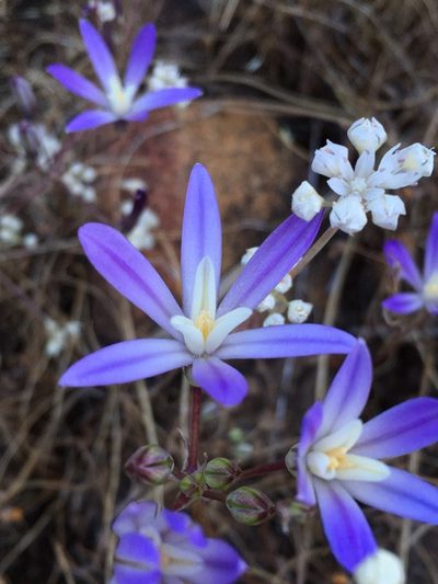 Brodiaea minor, photographed by Matt Berger