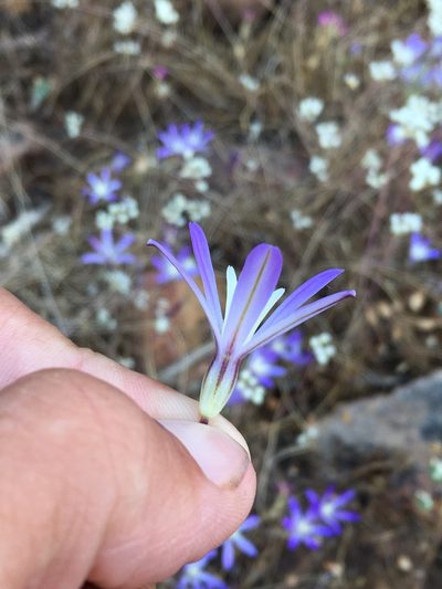 Brodiaea minor, photographed by Matt Berger