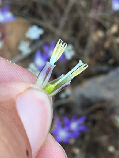 Brodiaea minor, photographed by Matt Berger