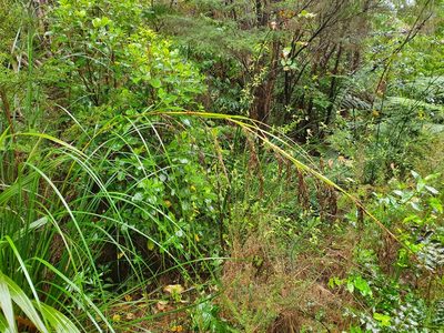 Gahnia setifolia, photographed by Kate McAlpine