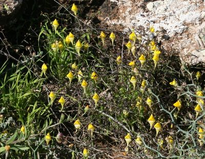 Nanorrhinum heterophyllum, photographed by Sandy Rae
