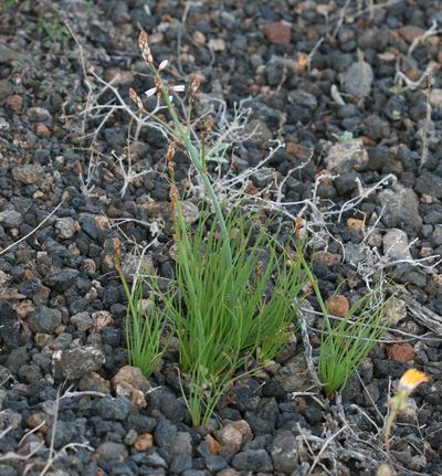 Asphodelus tenuifolius, photographed by Sandy Rae