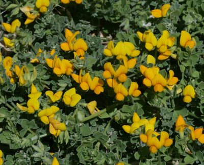 Lotus lancerottensis, photographed by Sandy Rae