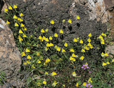 Nanorrhinum heterophyllum, photographed by Sandy Rae
